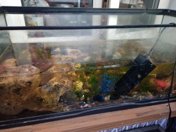 Image 5 of 3yr oldTurtle plus tank/ lights /heater and filter