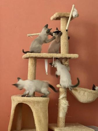 Image 22 of Siamese kittens,ready now only 3 boys 1 girl left
