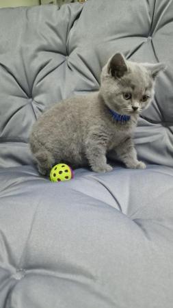 Image 13 of Gccf registered pure british shorthair ready 19th January