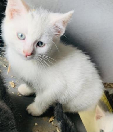 Image 1 of PURE WHITE AND SILVER BLUE KITTENS