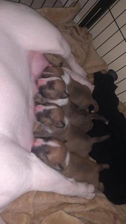 Image 5 of Miniature Bull Terrier Puppies