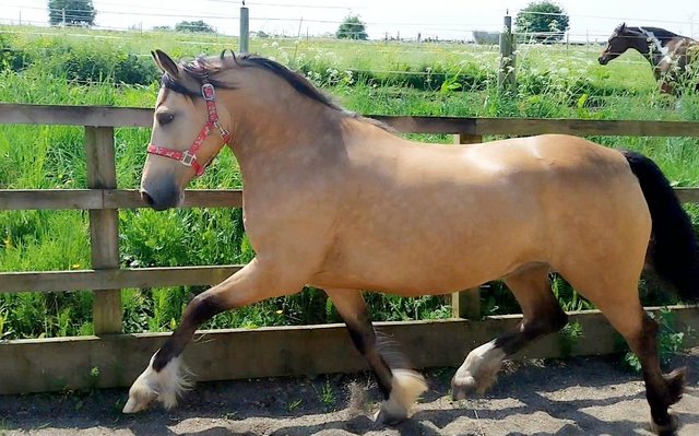 Preview of the first image of County Standard Buckskin Mare, 4 Whites.