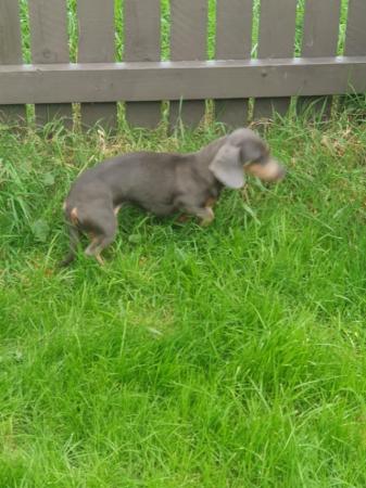 Image 12 of beautiful puppies Mini Dashioy terriers for sale.