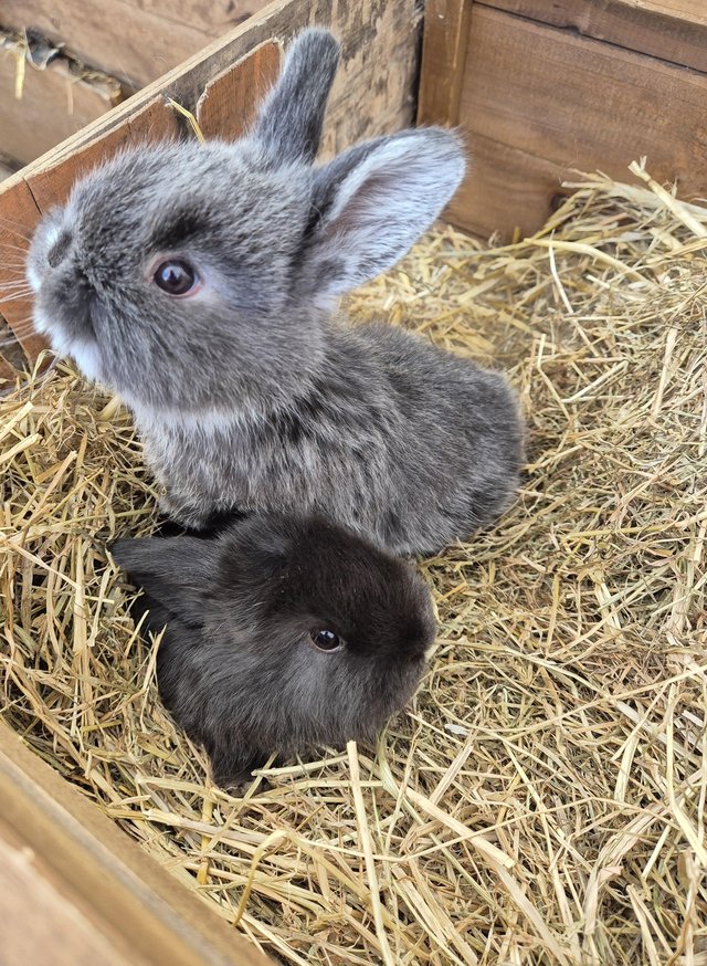 Preview of the first image of Mini Lop Rabbits for sale need gone ASAP! now £40 each.