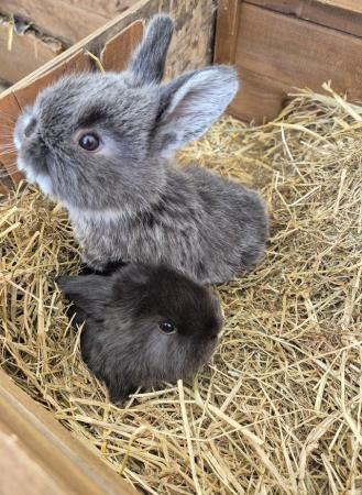 Image 1 of Mini Lop Rabbits fo sale ready to leave now