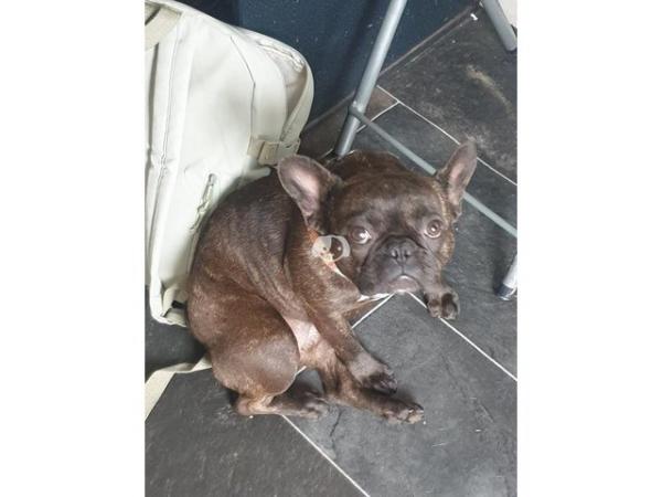 Image 2 of 2 Year old Female French Bulldog in Newcastle