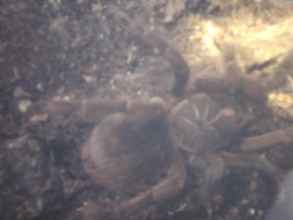 Image 5 of Mixed tarantulas for sale