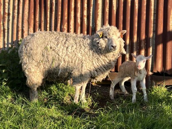 Image 2 of Registered Shetland ewes with lambs at foot