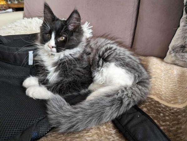 Image 9 of Beautiful Pure Blood Maine Coon kittens looking for homes