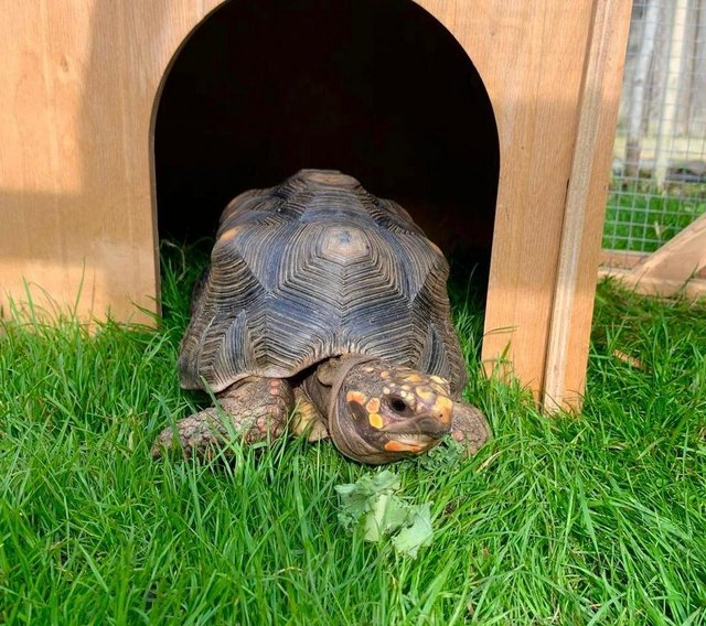 Preview of the first image of £200 reward for our beautifull Red Foot tortoise.