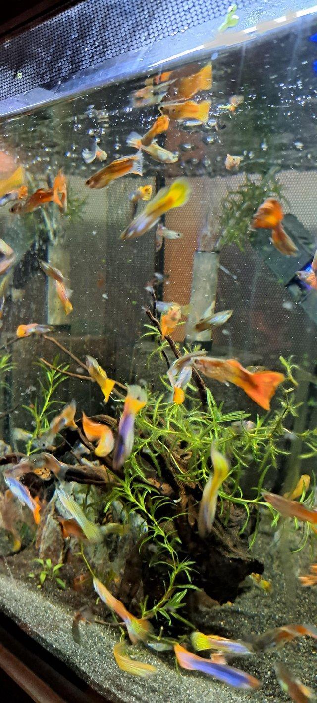 Preview of the first image of Lots Of Stunning Male Guppies for Sale.