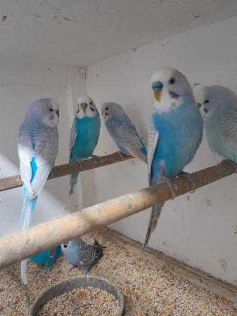 Image 1 of Baby and Adult budgies for sale