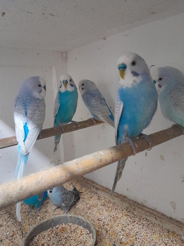 Preview of the first image of Baby and Adult budgies for sale.