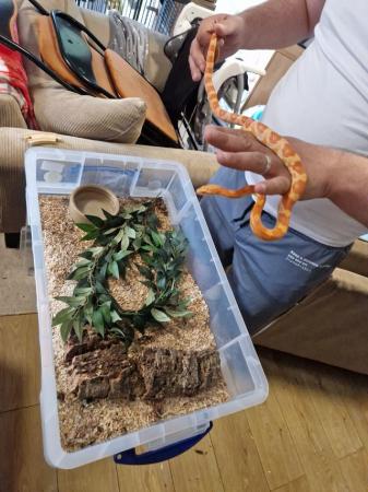 Image 2 of Variety of corn snakes and sand boas