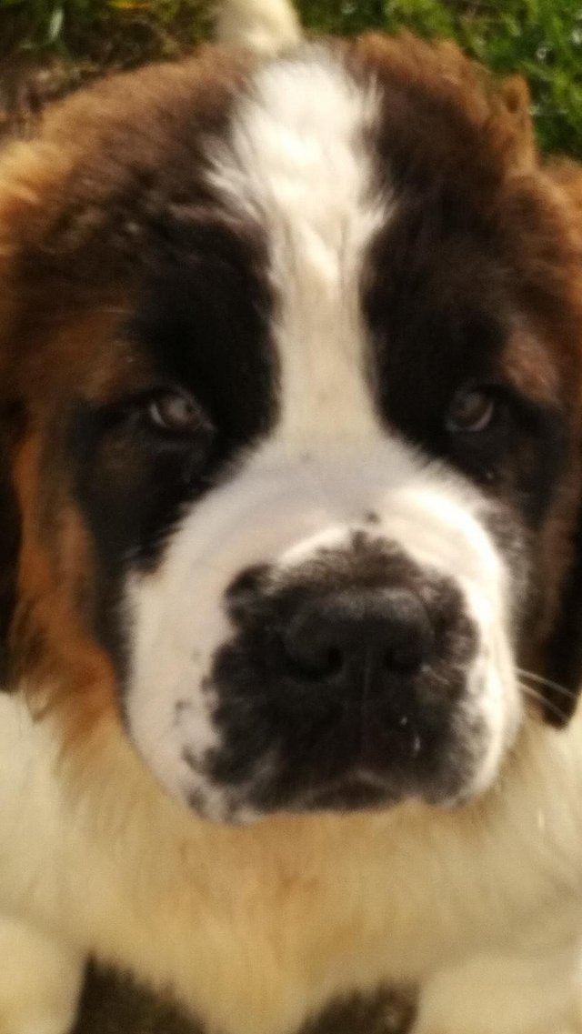 Preview of the first image of KC Saint Bernard Pups from HEALTH TESTED lines.