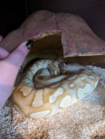 Image 4 of 3 year old Royal Python for sale
