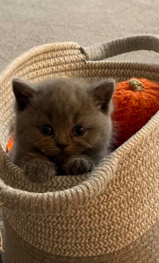 British blue short haired kittens