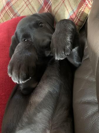 Image 8 of One female working Labrador puppy left