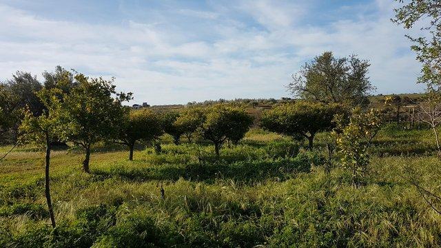 Image 4 of Property with land in Sicily in private road
