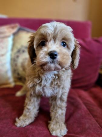 Image 17 of Adorable F1b multicolour cavapoo pups. health tested parents