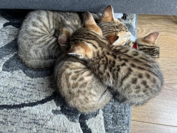 Image 3 of Beautiful Bengal Mix Kittens