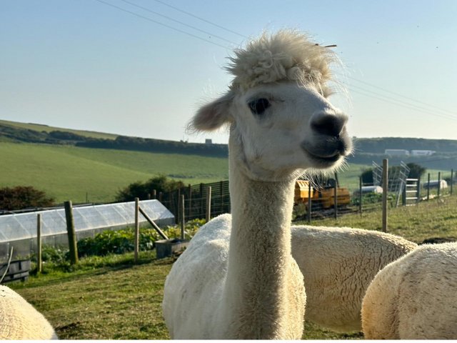 Preview of the first image of Male alpacas for sale - friendly pets.