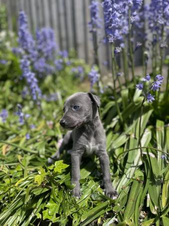 Image 10 of Champion KC registered whippet puppies