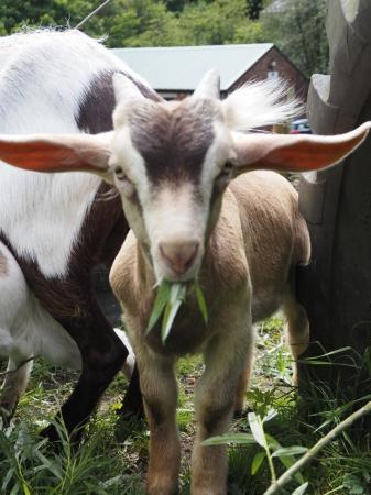 Image 2 of Billy goat kid Saanen x toggenberg x boer
