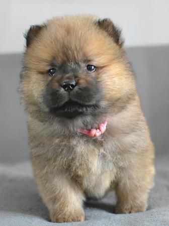 Image 7 of Chow chow puppies **READY TO GO**