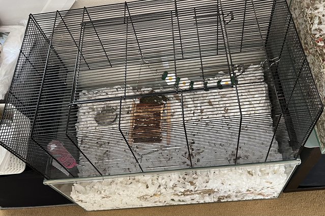 Image 21 of Male Gerbils with Glass Tank