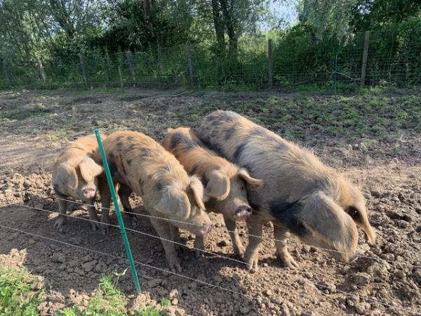 Image 2 of Oxford Sandy & Black pigs for sale- various ages.