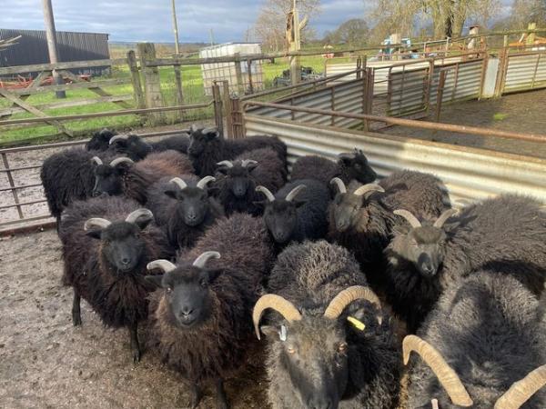 Image 1 of Hebridean wethers and ewes