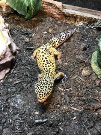 Image 2 of Leopard  Geko all set up included