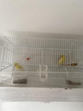 Image 5 of Waterslager canary birds for sale