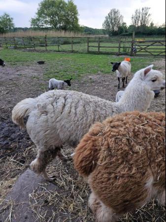 Image 9 of Two Friendly Alpacas for sale!