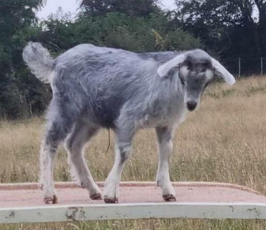 Image 1 of Dwarf Dairy and Nigora goat kids