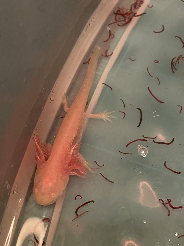 Preview of the first image of Baby Albino Axolotl, ready to leave.