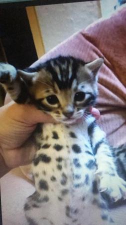 Image 7 of BENGAL X Kittens LAST LITTLE GIRL LEFT!  REDUCED TO £580