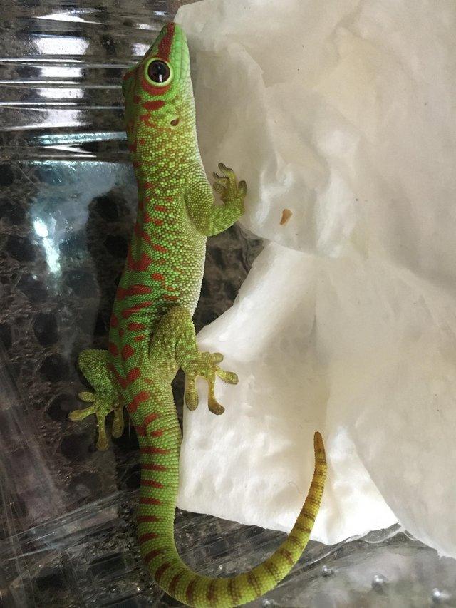 Preview of the first image of CAPTIVE BRED YOUNG  GIANT DAY GECKOS.