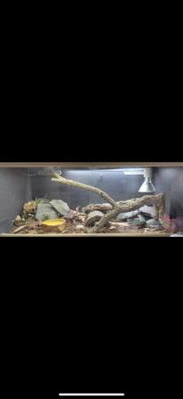 Image 5 of Male bearded dragon for sale