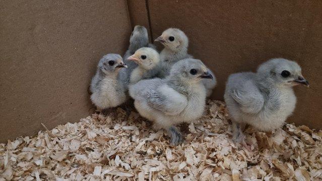 Image 2 of Day Old Pure Breed Lavendar Pekin Chicks 10 available