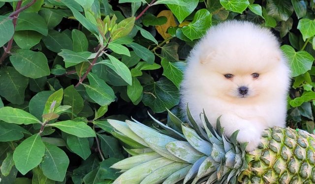 Preview of the first image of Fluffy KC registered Pomeranian Puppies.