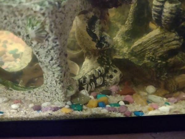 Image 2 of Fish with tank, heater, filter, ornaments, gravel and lid