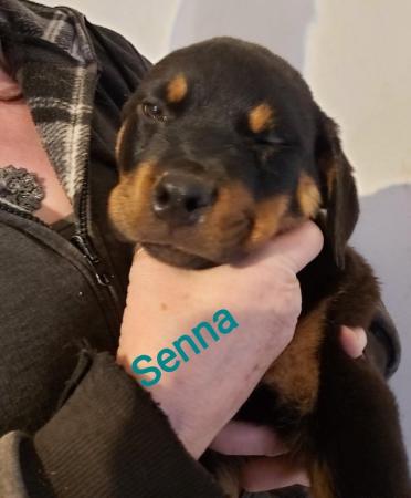 Image 10 of Rottweilerpuppies for sale mixed litter.