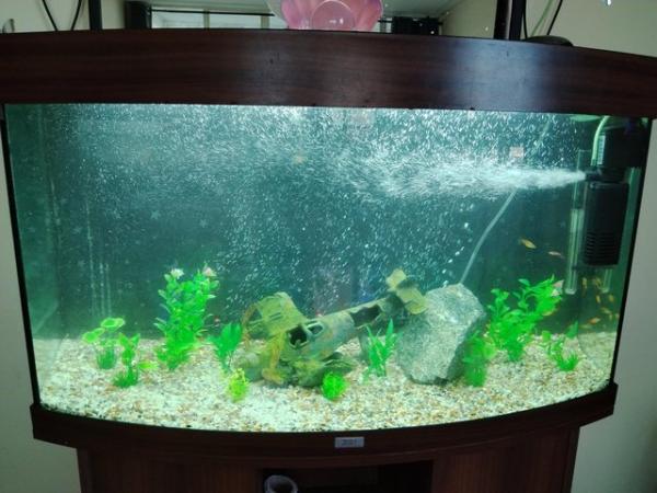 Image 2 of I take in unwanted fish and give them a loving home