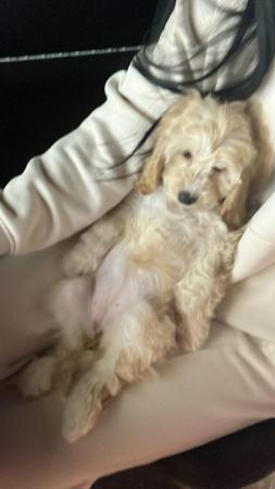 Image 6 of Cockapoo puppy - ready to leave