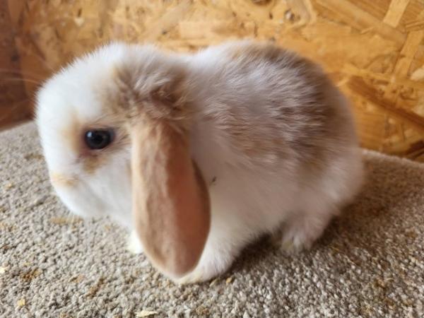 Image 17 of Baby Mini Lop Doe in light tri READY NOW