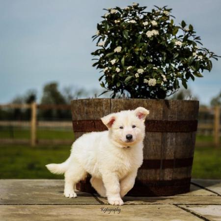Image 6 of White GSD Puppies for sale