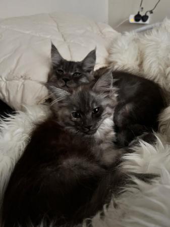 Image 12 of Last girl PureBred MaineCoon Kittens ...
