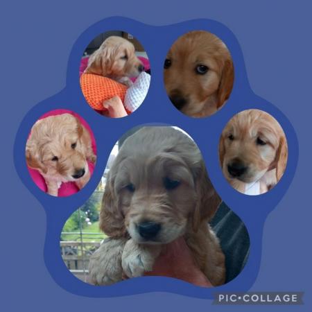 Image 12 of Golden Retriever Puppy reduced last girlMessage for detail